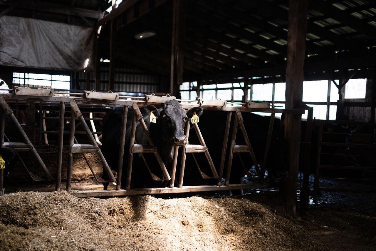 How Fairlife's new ster plant could benefit dairy farmers